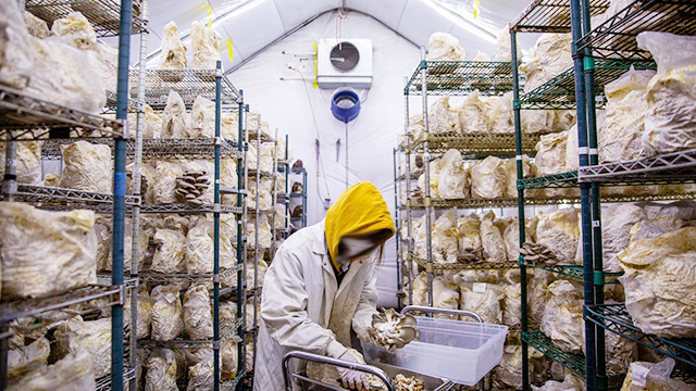 食用菌出菇蘑菇栽培立體室內種植架案例