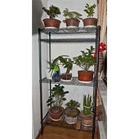 陽臺窗臺植物種植花草置物架_可調節層距的線網金屬盆栽層架（1）