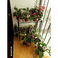 陽臺窗臺植物種植花草置物架_可調節層距的線網金屬盆栽層架（2）