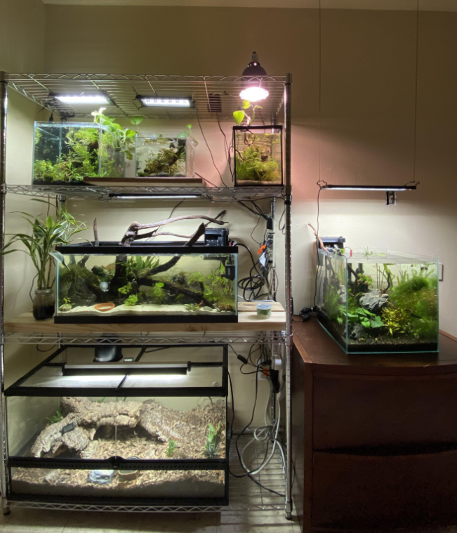 四層大容量金魚養殖架成功案例分享-WELLAND川井-中山常勝