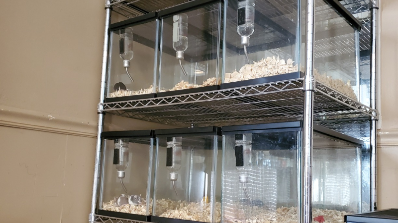 四層電鍍倉(cāng)鼠飼養(yǎng)架成功案例分享