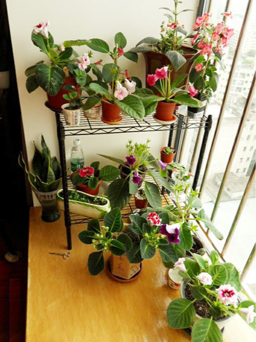 陽臺窗臺植物種植花草線網置物架 陽臺窗臺植物種植花草線網置物架